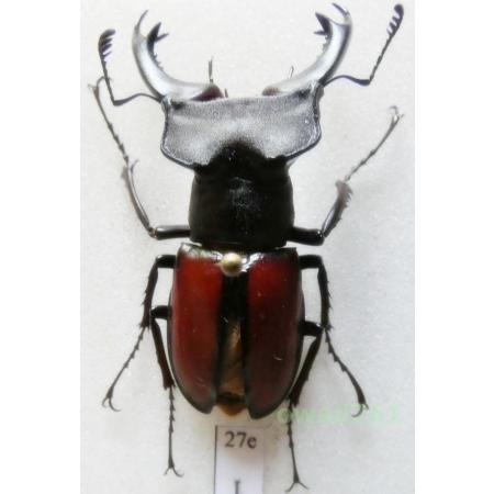 Lucanus laetus Arrow, 1943 44mm China27e